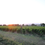 vendanges-rose-03092024